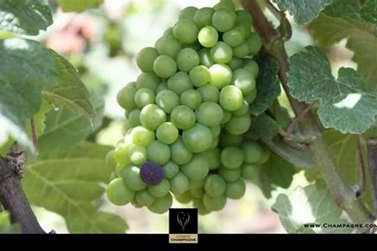 百香果叶子黄又卷看起来没有水份？求助解救方法