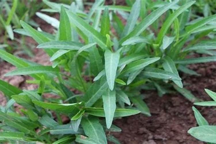 菊花花期需要施肥吗