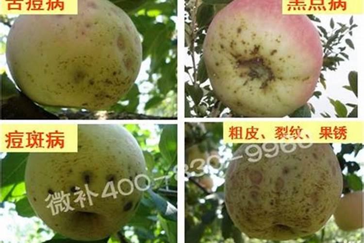 苹果缺钙症状什么时候补钙最快(苹果补钙用什么药)