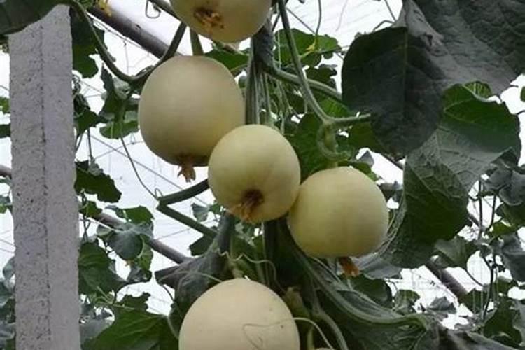 甜瓜增加甜度用什么方法？甜瓜叶面肥用什么？