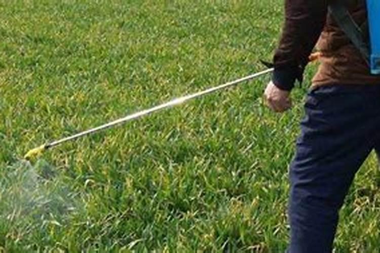 油菜施腊肥最佳时间