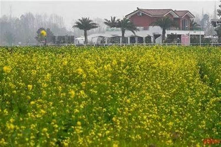 什么时间给油菜追肥