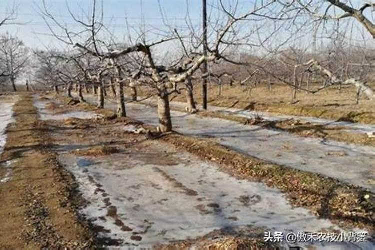 果树怎样施用钾肥,果树钾肥的施用方法