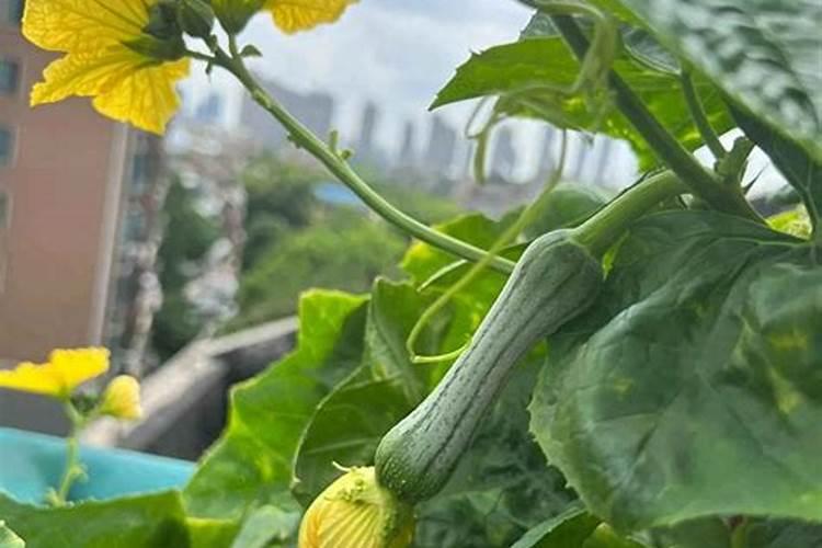 丝瓜苗移栽后几天才可以施肥