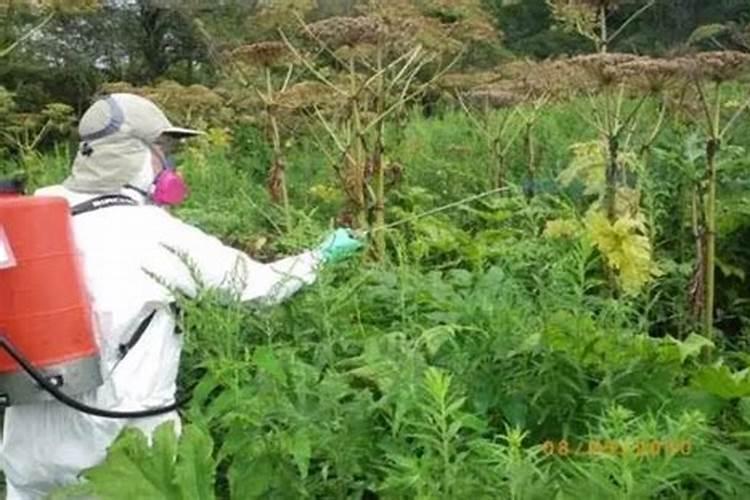 草甘膦除什么草