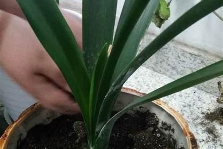 君子兰用什么植料