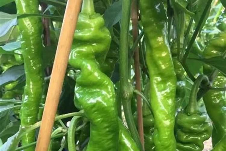 辣椒开花期能喷芸苔素和二氢钾吗