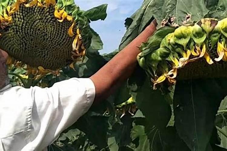 向日葵打什么药好