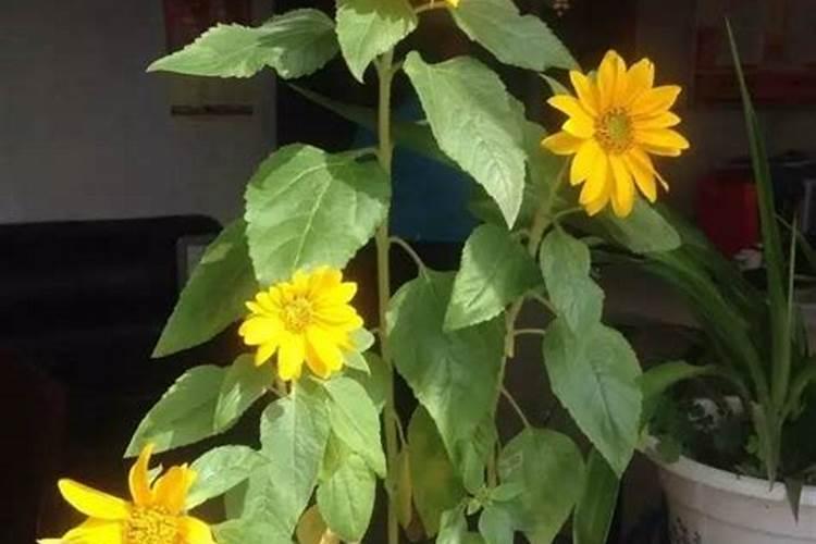 向日葵花茎弯了怎么补救