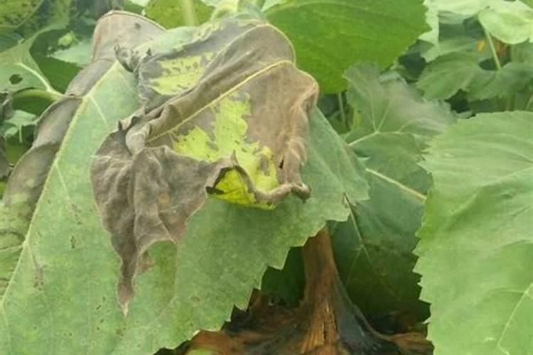 向日葵怎么施肥