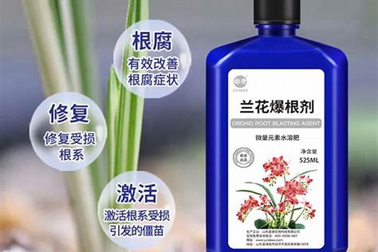 君子兰用叶子生根秘法