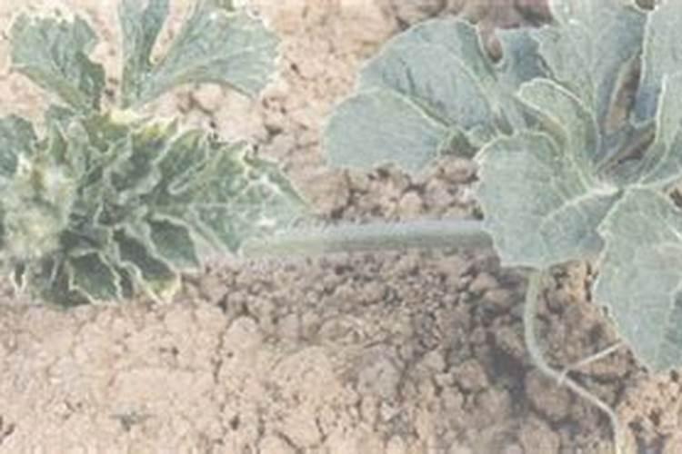 甜瓜肥害的诊断