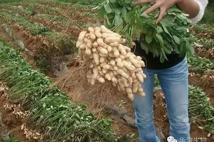 花生中后期管理要点