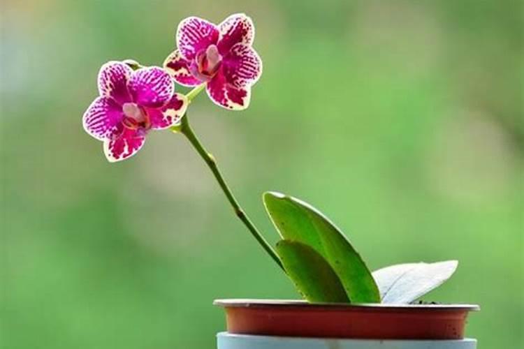 我想问一下蝴蝶兰可施氮肥吗