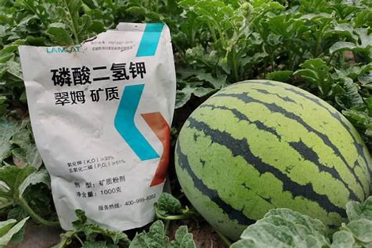 西瓜膨果期用什么复合肥好？西瓜结果期打什么叶面肥长的快？