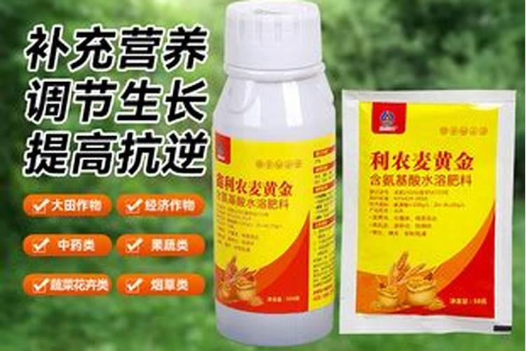 茉莉花干叶掉叶,和养护不好有关系,如何才能养护好呢？