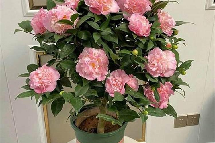 茶花鱼蛋白灌根最简单三个动作