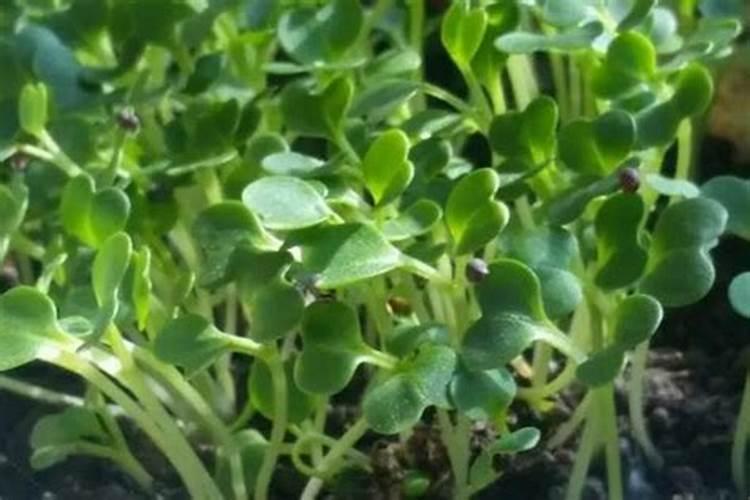 杏树接果后期能打多效唑吗？