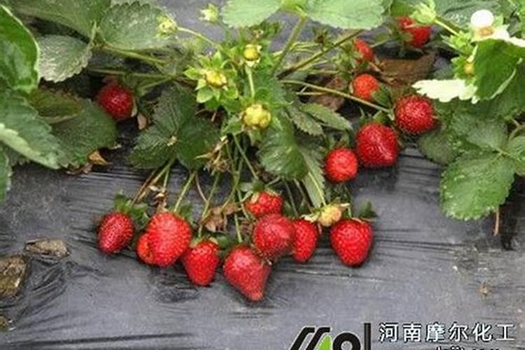 草莓用什么叶面肥