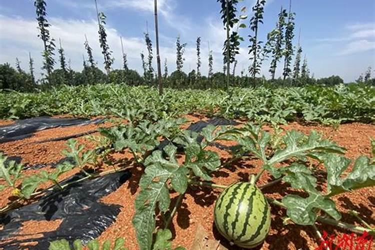 硫酸钾水溶肥西瓜地几天用一次