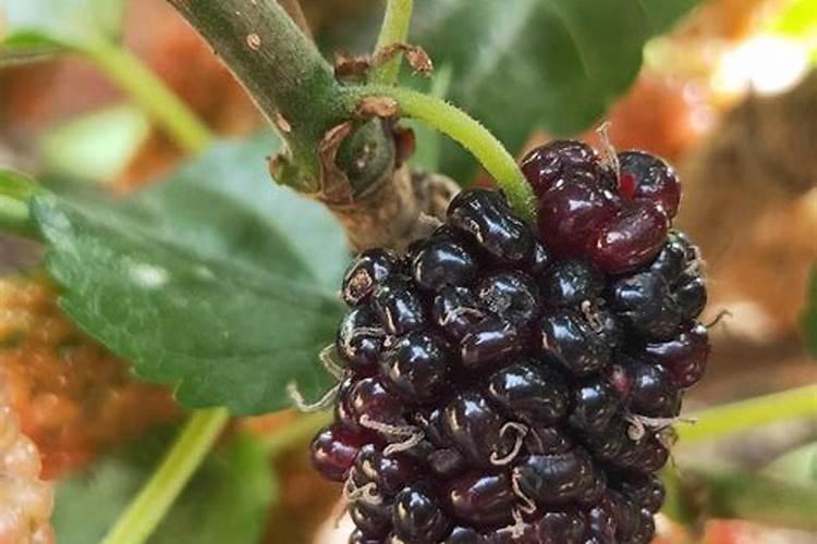 甜瓜绿宝的种植方法