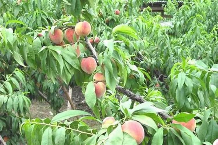 桃树硬核期后,是喷施钙肥重要还是钾肥重要？