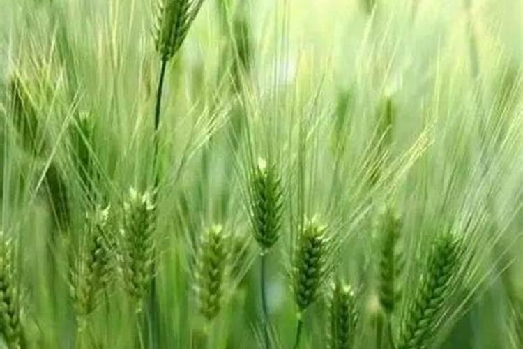 沃巴盾与根宝那个对小麦效果好？