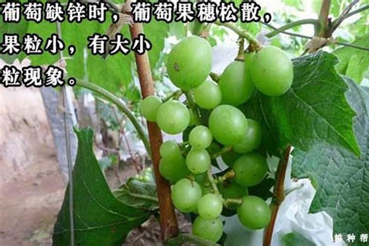 水稻施磷肥有什么作用