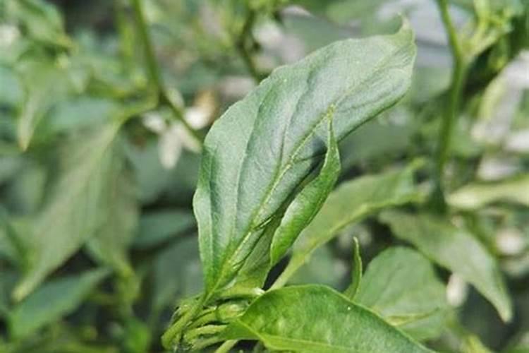 肥水水库钓鱼用什么饵