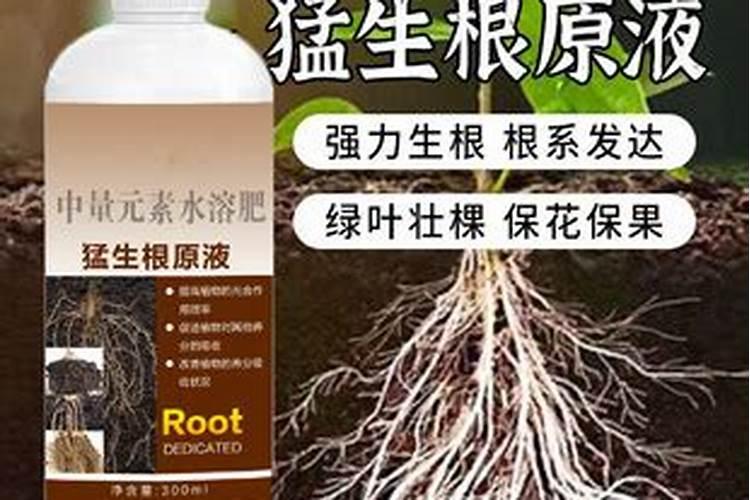 ...龙头中庸秧上一二只瓜,现在冲什么水溶肥好？养根冲什么好？谢谢大师作...