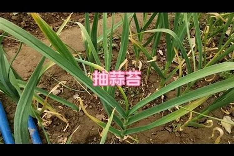 种红蒜要用叶面肥,种红蒜如何施叶面肥？