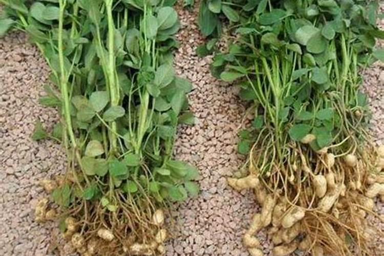 磷肥种花生怎么使用