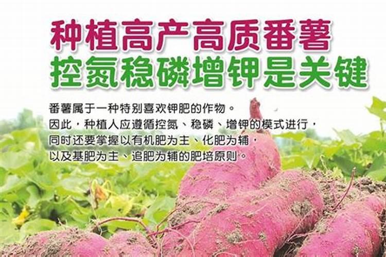 红薯啥时上草木灰