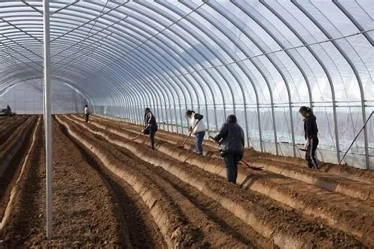 冬天大棚种植注意事项 冬天大棚种植注意事项有哪些