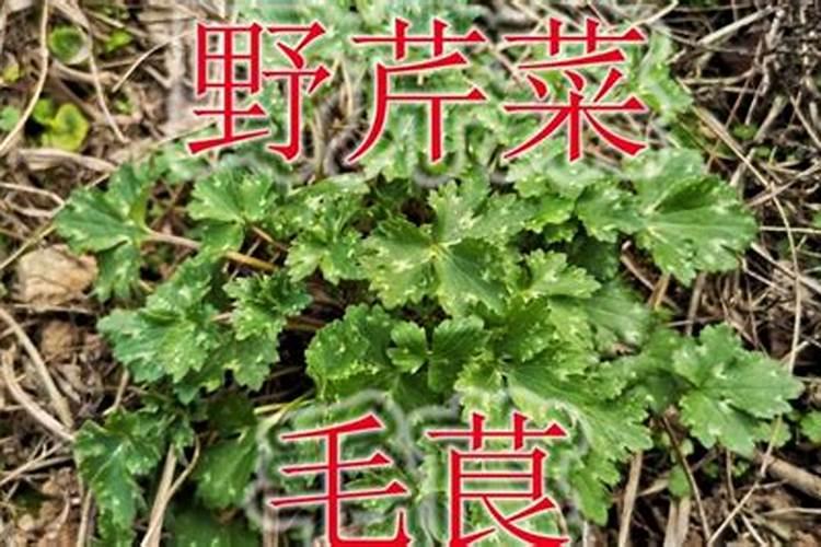 植物源杀菌剂有哪些