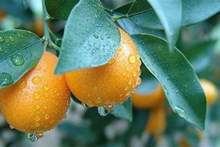 盆栽金桔挂果后如何养