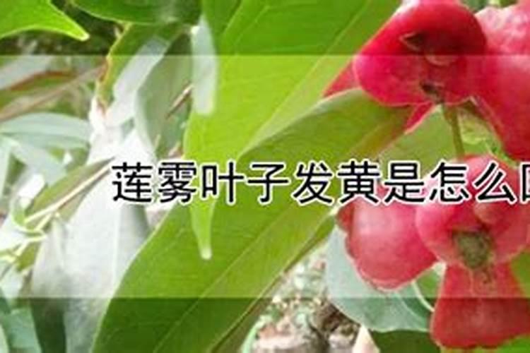 莲雾怎么种植,莲雾的种植方法