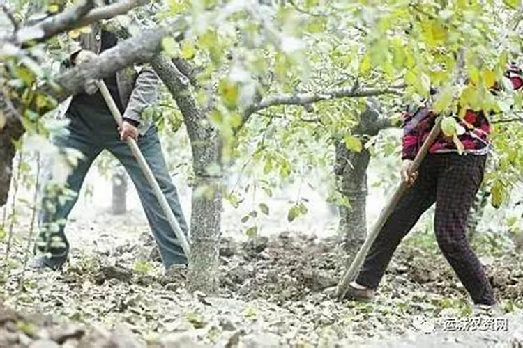 苹果和桃子到了膨大期该施什么化肥？