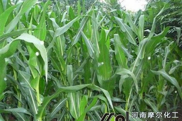 玉米高产肥料最佳配方