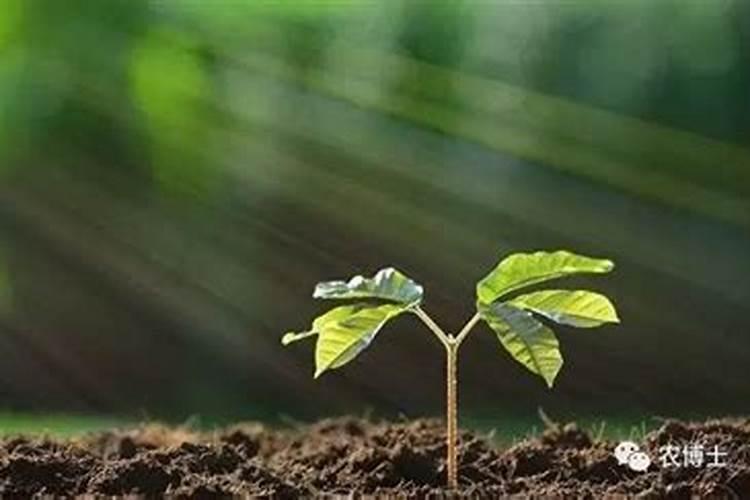 室内抗寒花卉有哪些