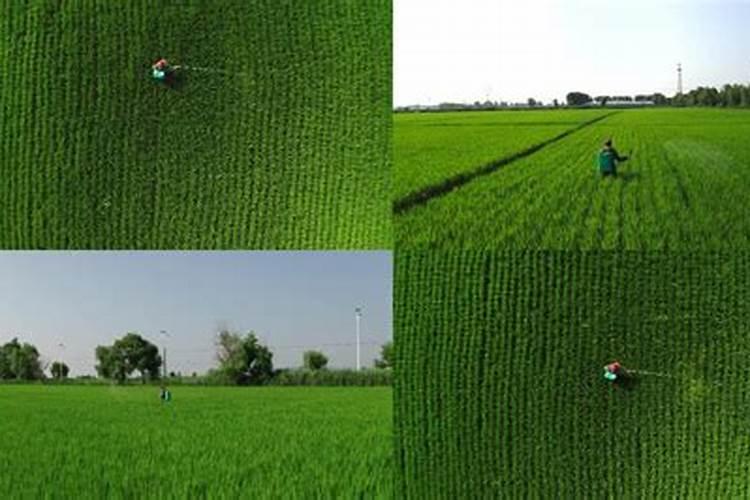 叶面肥可以天天喷吗