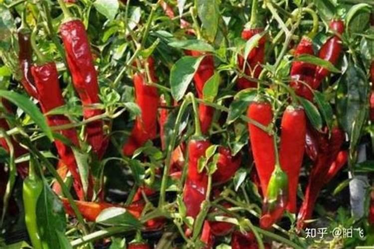 什么植物不能用辛硫磷