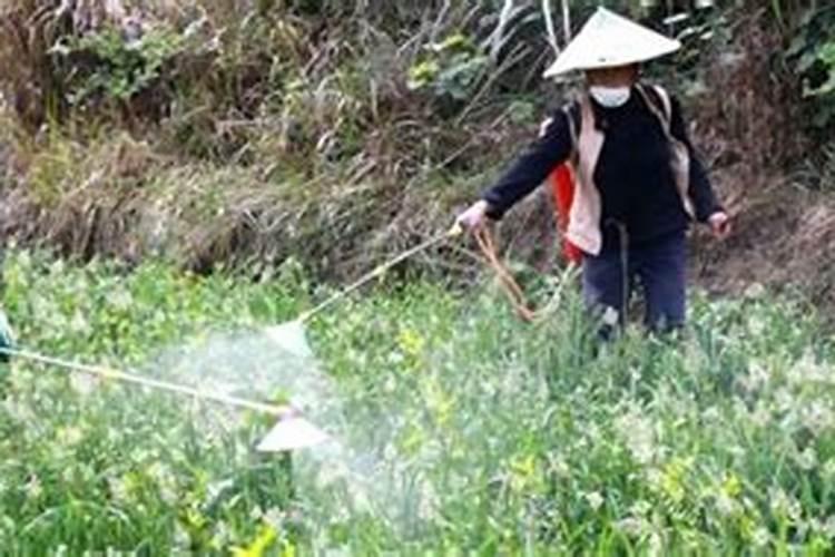 辛硫磷最忌三种蔬菜