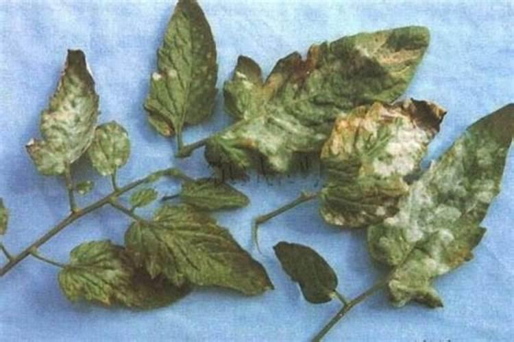 敌百辛硫磷防治哪些虫