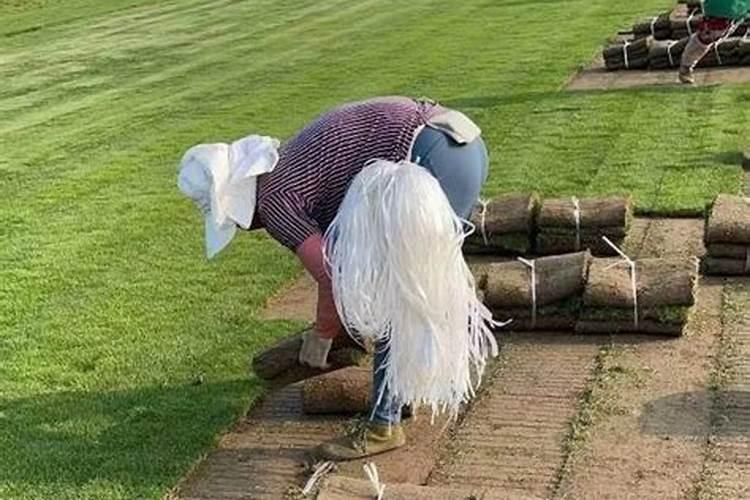 草坪专用肥哪种好？