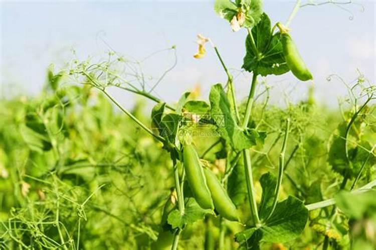 菜豌豆如何栽培？