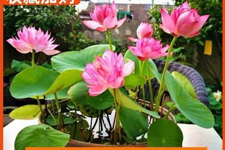 碗莲施钾肥的正确方法