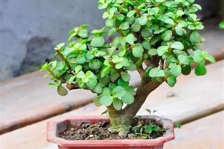 金枝玉叶施什么肥长得快会开花(金枝玉叶施肥应注意什么)