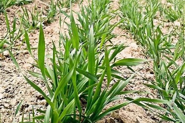 小麦初穗期可以施肥吗.？今年小麦种的晚,现在麦苗有点小,其它早的小麦...