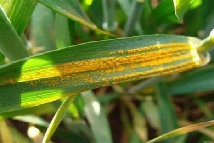 小麦叶面肥喷施要点 小麦怎么施肥